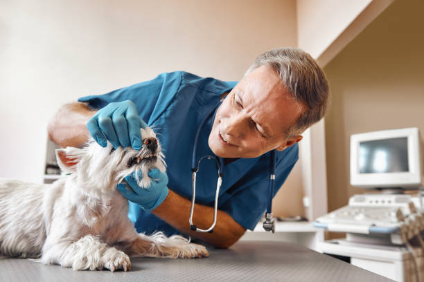 Best Same-Day Emergency Dentist in Santa Venetia, CA